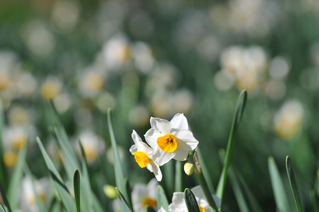 早春の光のなか