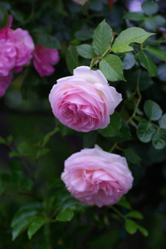 GardenRose3