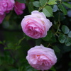 GardenRose3