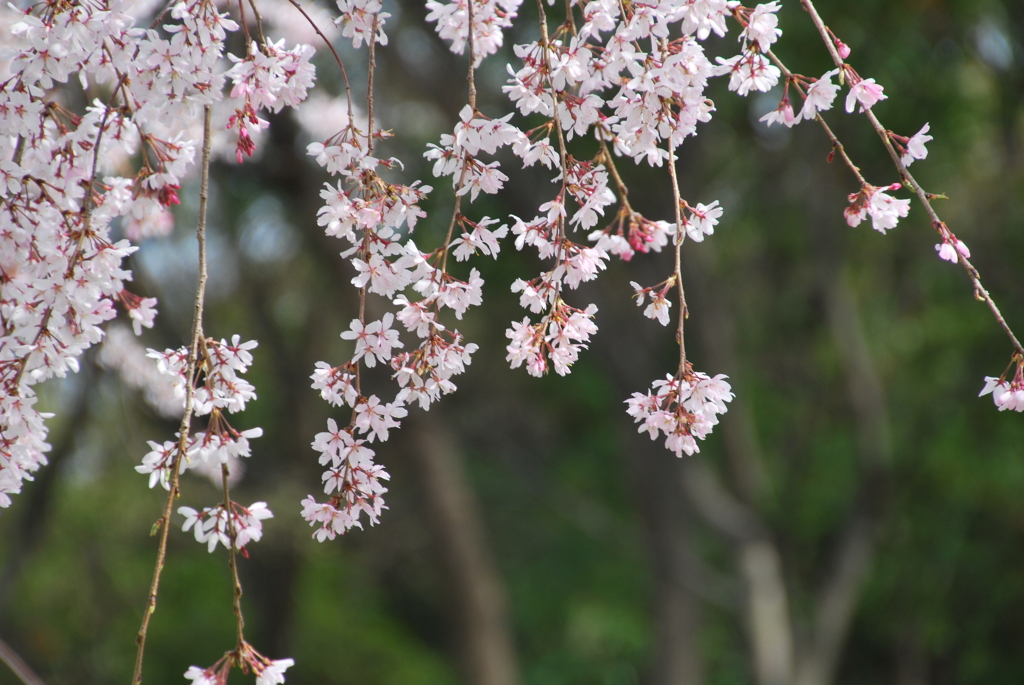 枝垂桜