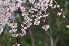 枝垂桜