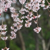 枝垂桜
