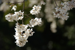 枝垂桜