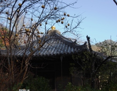 長谷寺　花梨