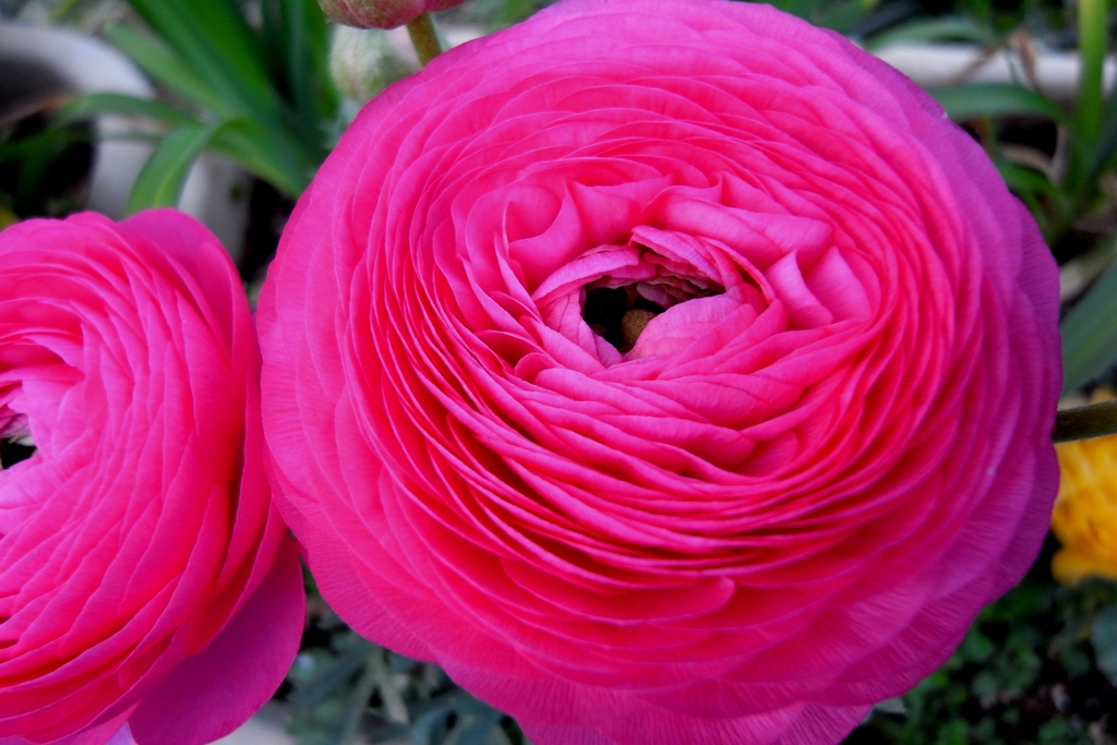 flower#1