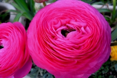 flower#1