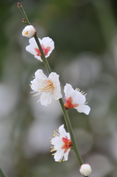 立春を過ぎました