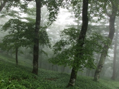 雨の大峰1