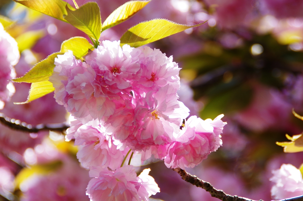 八重桜