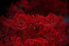 彼岸花2