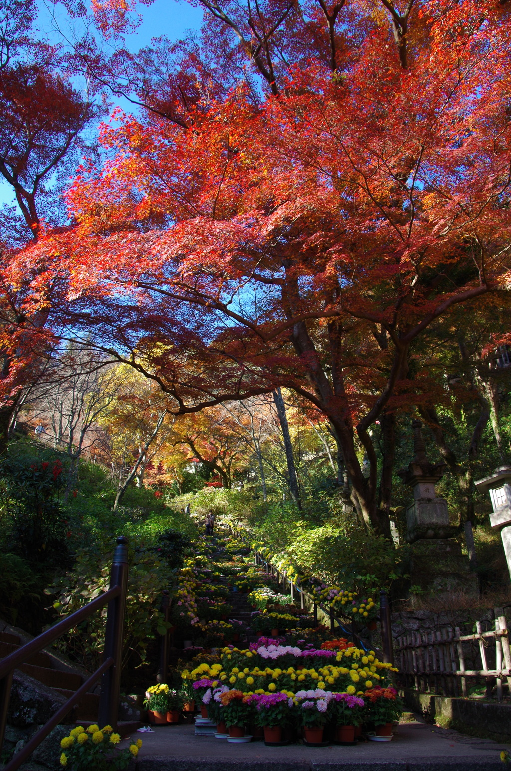 紅葉と菊回廊