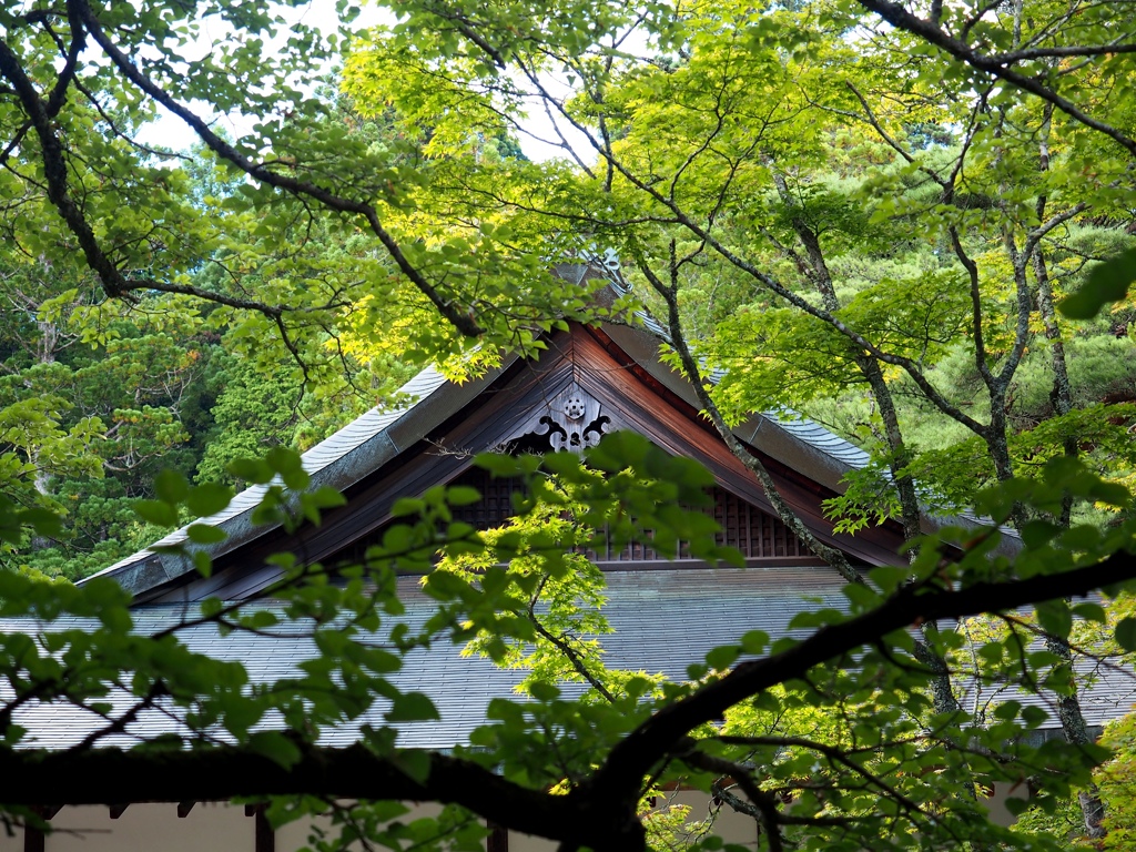 盛夏風景1