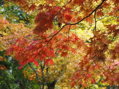 高野山紅葉・奥之院