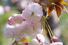 八重桜2