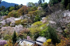 長谷寺 桜模様