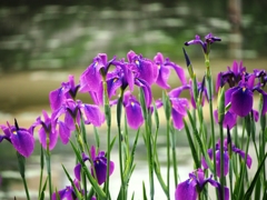 菖蒲1