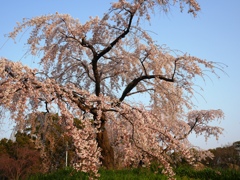枝垂れ桜1