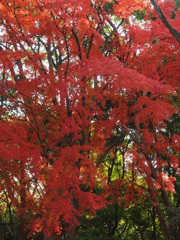紅葉