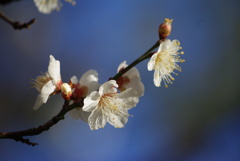 春待つ光のなかで～白梅～Ⅱ
