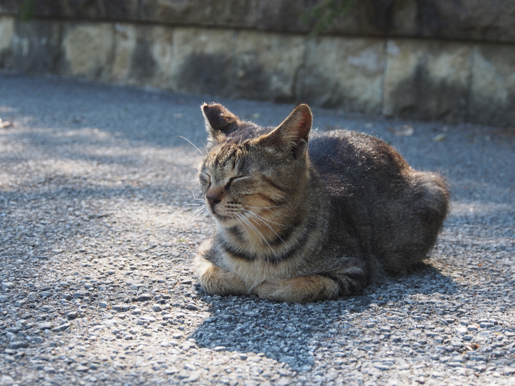 気持ちよく居眠り