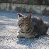 気持ちよく居眠り