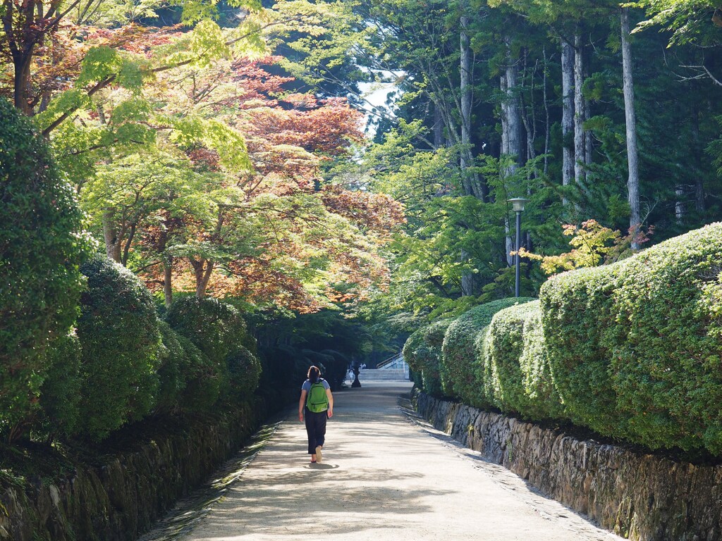 盛夏風景3