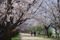 桜並木