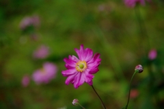 秋明菊