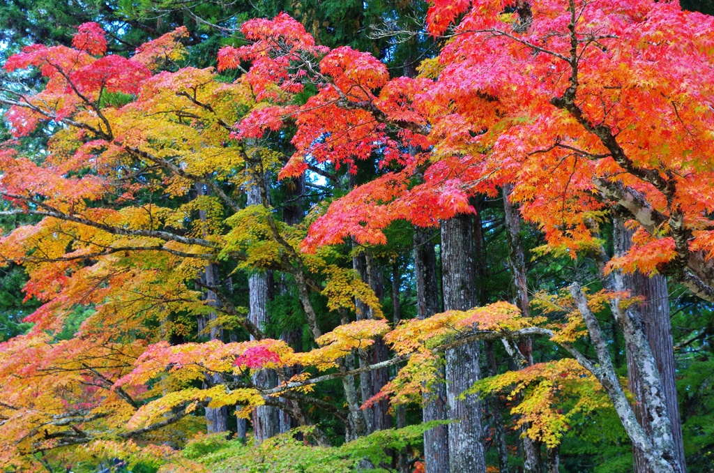 高野山 彩とりどり2