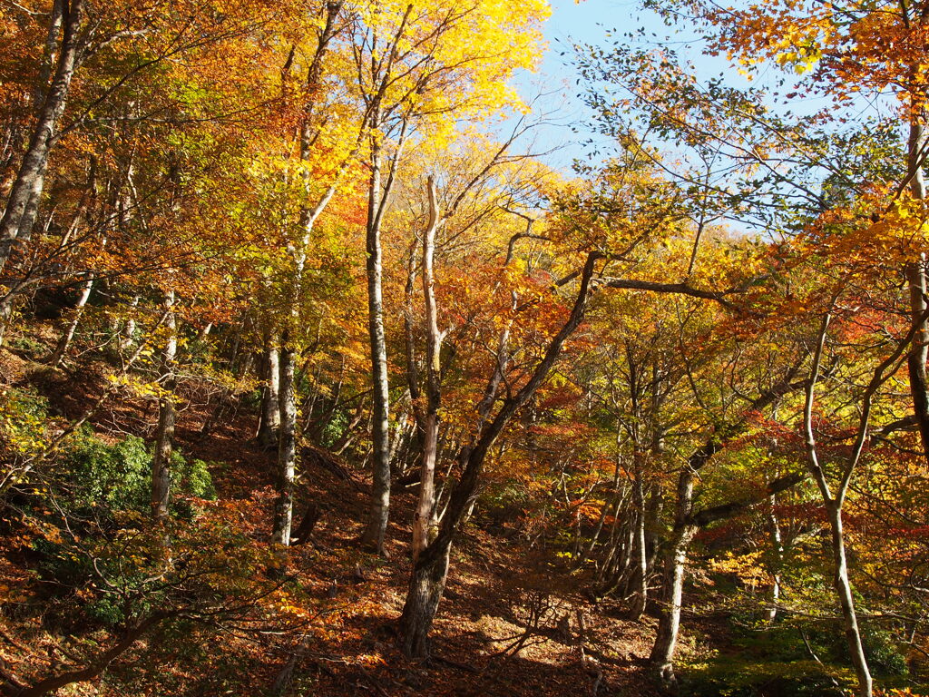 彩づく山をゆく