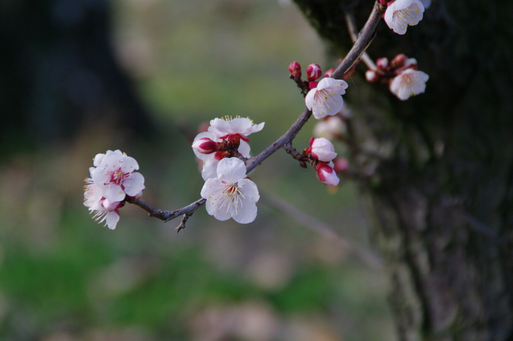 梅の花～豊後