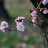 梅の花～豊後
