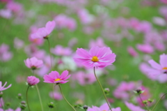 コスモス4