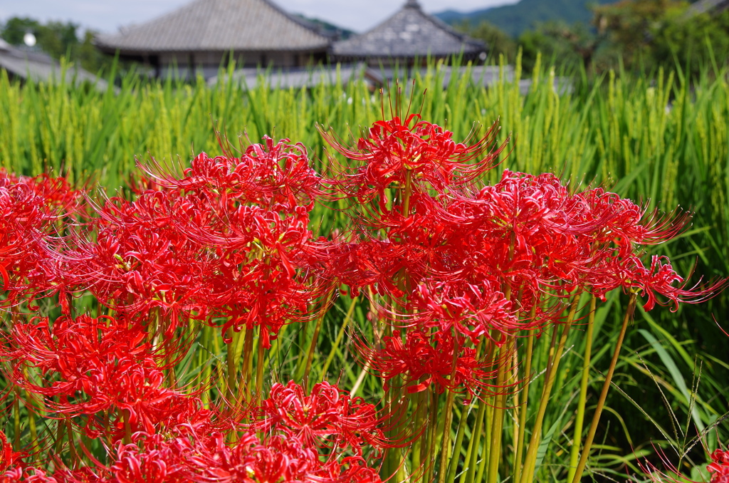 彼岸花