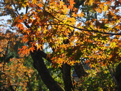 高野山　紅葉1