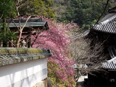 初瀬の桜