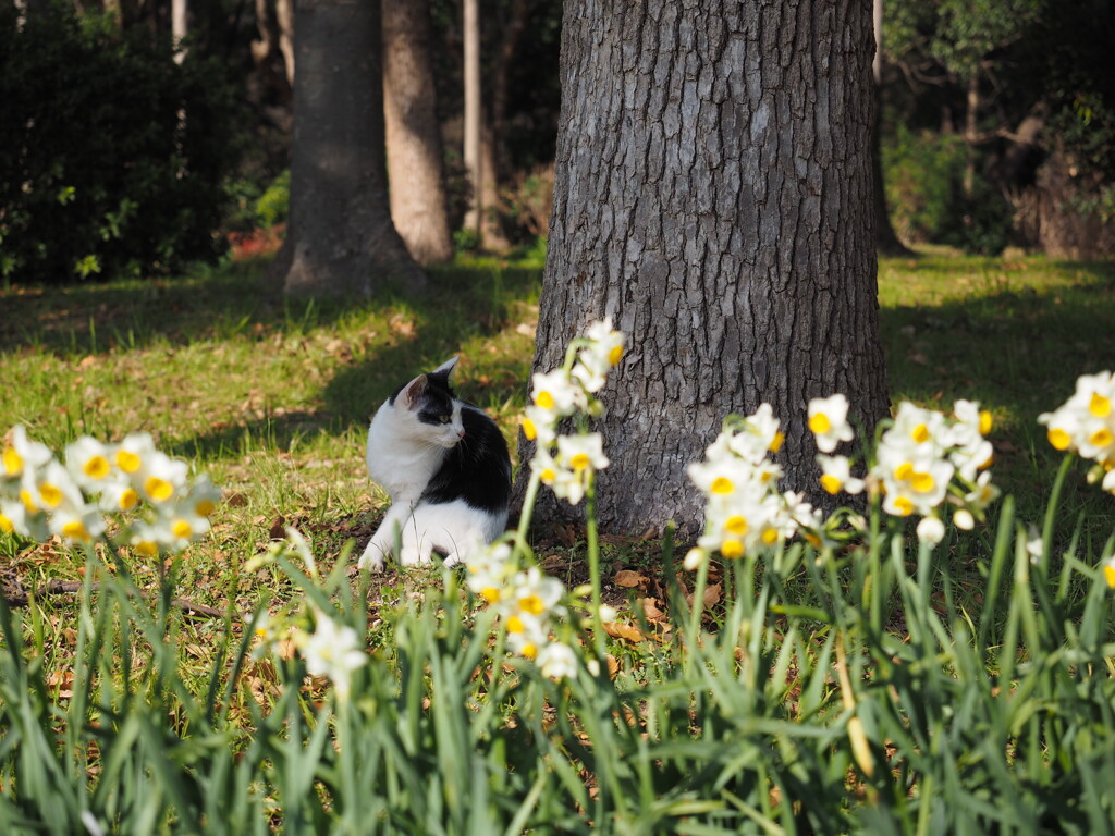 猫とスイセン