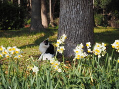 猫とスイセン