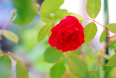 自宅の薔薇が咲きました!