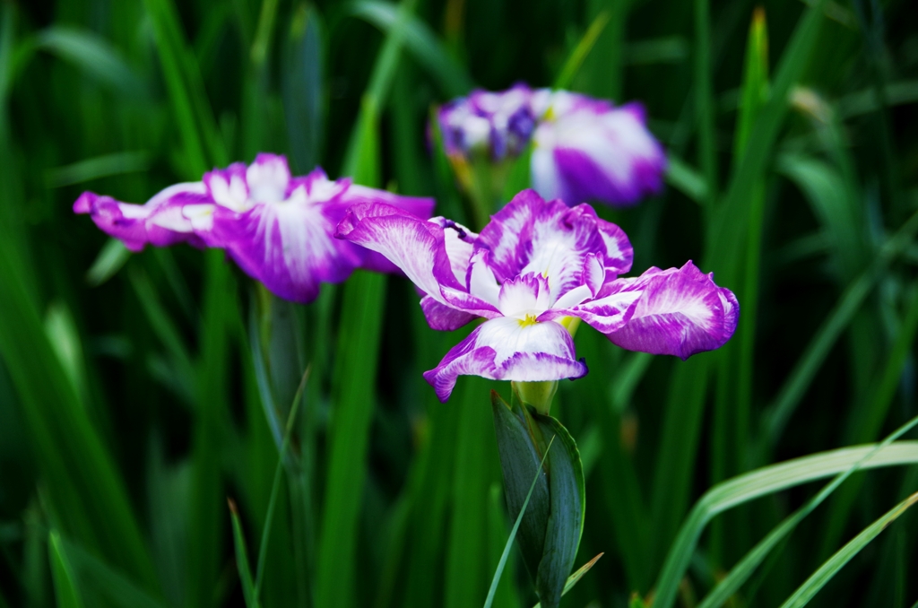 花菖蒲Ⅰ