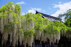 葛井寺の藤2