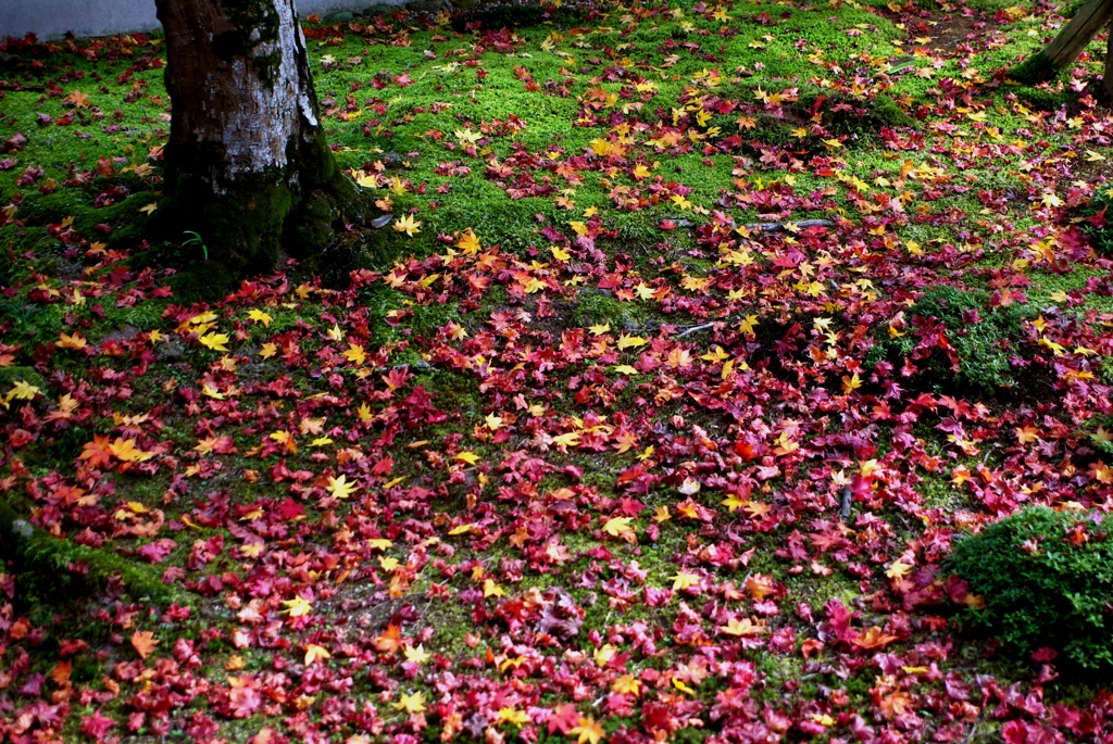 紅葉と苔