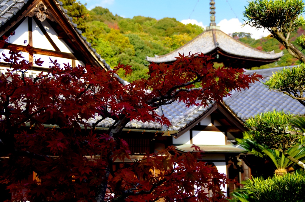 根来寺紅葉