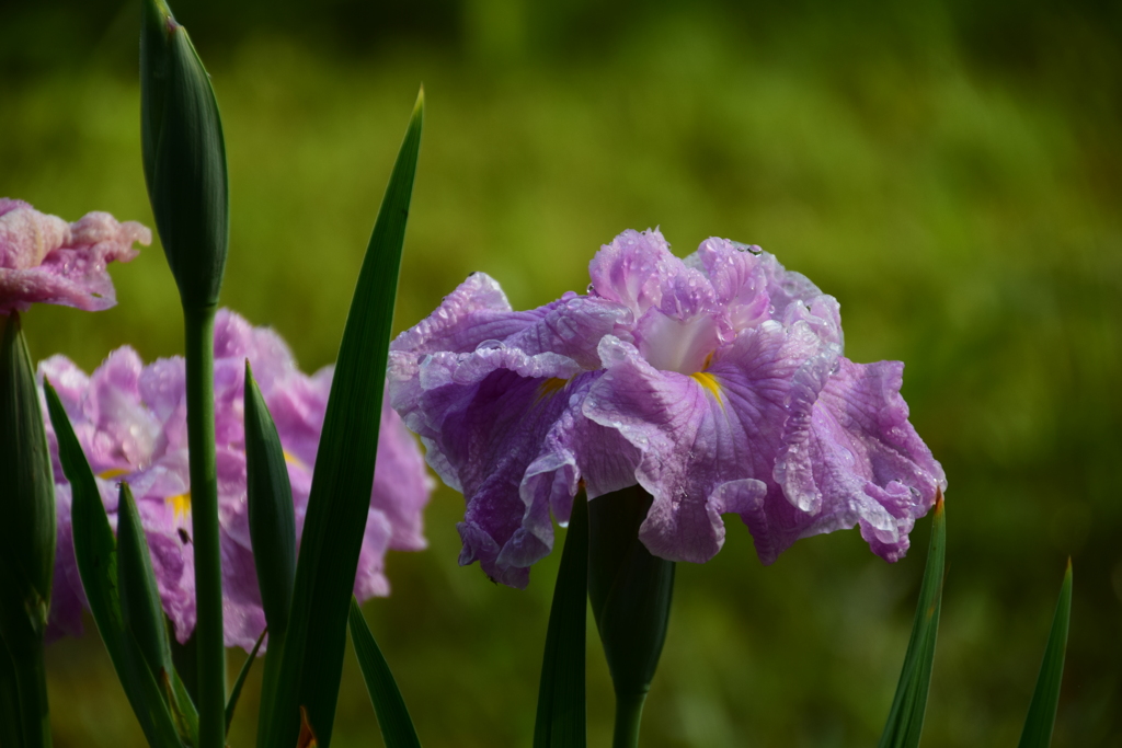 花菖蒲Ⅲ