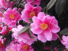 春雨に濡れる椿