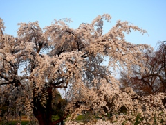 枝垂れ桜3
