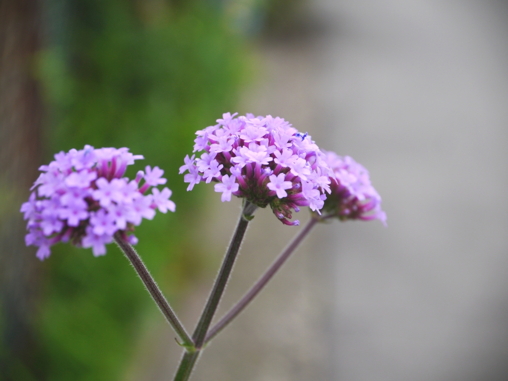 路辺の花1
