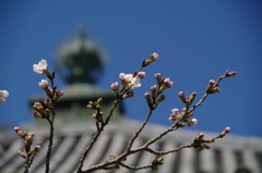 桜開花