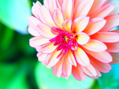 Dahlia