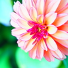 Dahlia